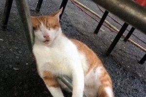台湾地震救援机制遭质疑，女子为救猫不幸丧生，社会反响强烈
