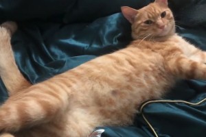 台湾地震，女子为救猫不幸遇难，背后故事令人泪目