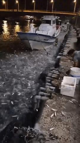 台湾地震直播现场在线观看，震撼、感动与团结的见证