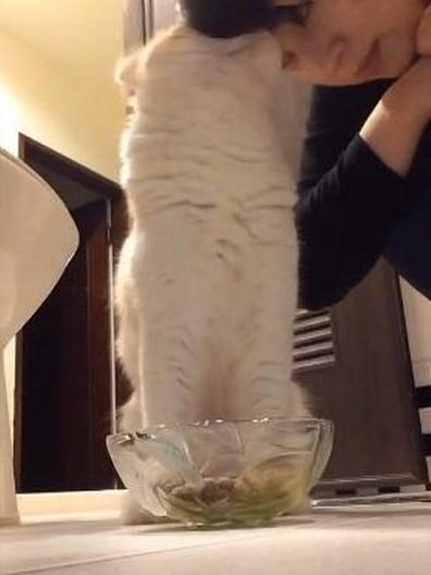 台湾地震中的生命奇迹，女子为救猫，展现无畏母爱