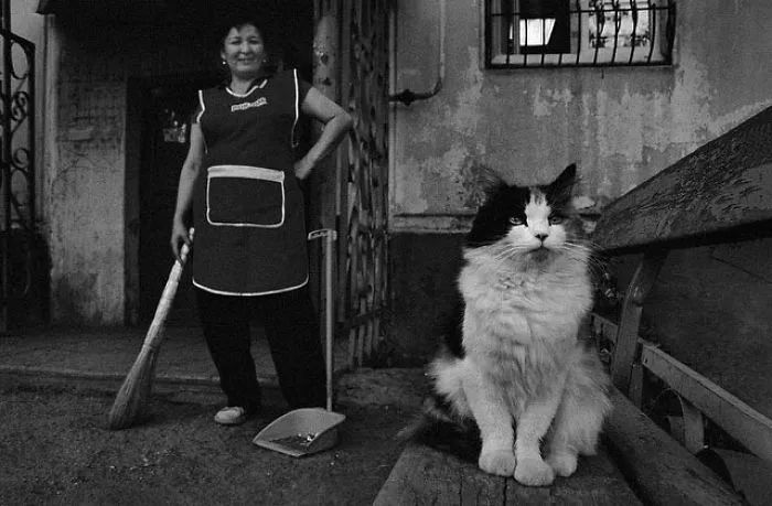 台湾地震女孩救猫死亡，灾难中的无私与悲剧