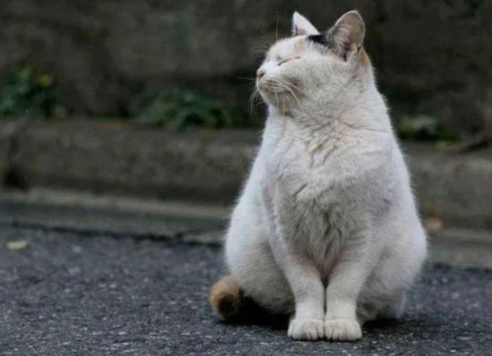台湾地震，女子为救猫，展现人性光辉