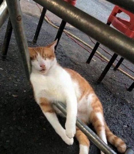 台湾地震女子为救猫死亡后续，社会反响与救援机制的反思