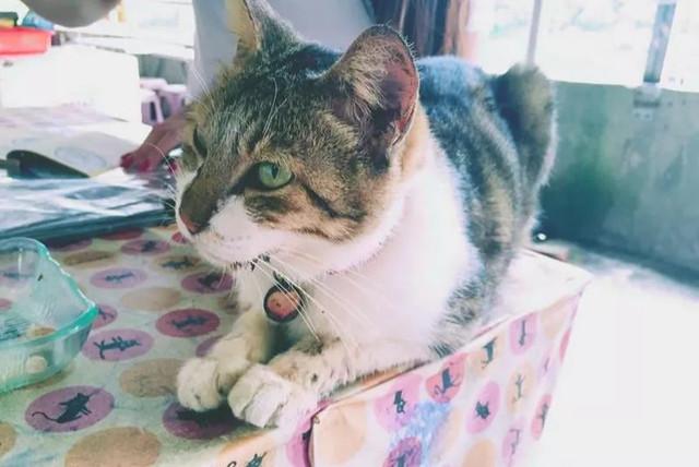 台湾地震女子为救猫死亡后续，社会反响与救援机制的反思