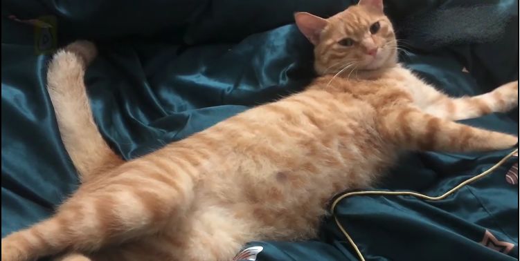 台湾地震，女子为救猫不幸遇难，纵览新闻背后的感人故事