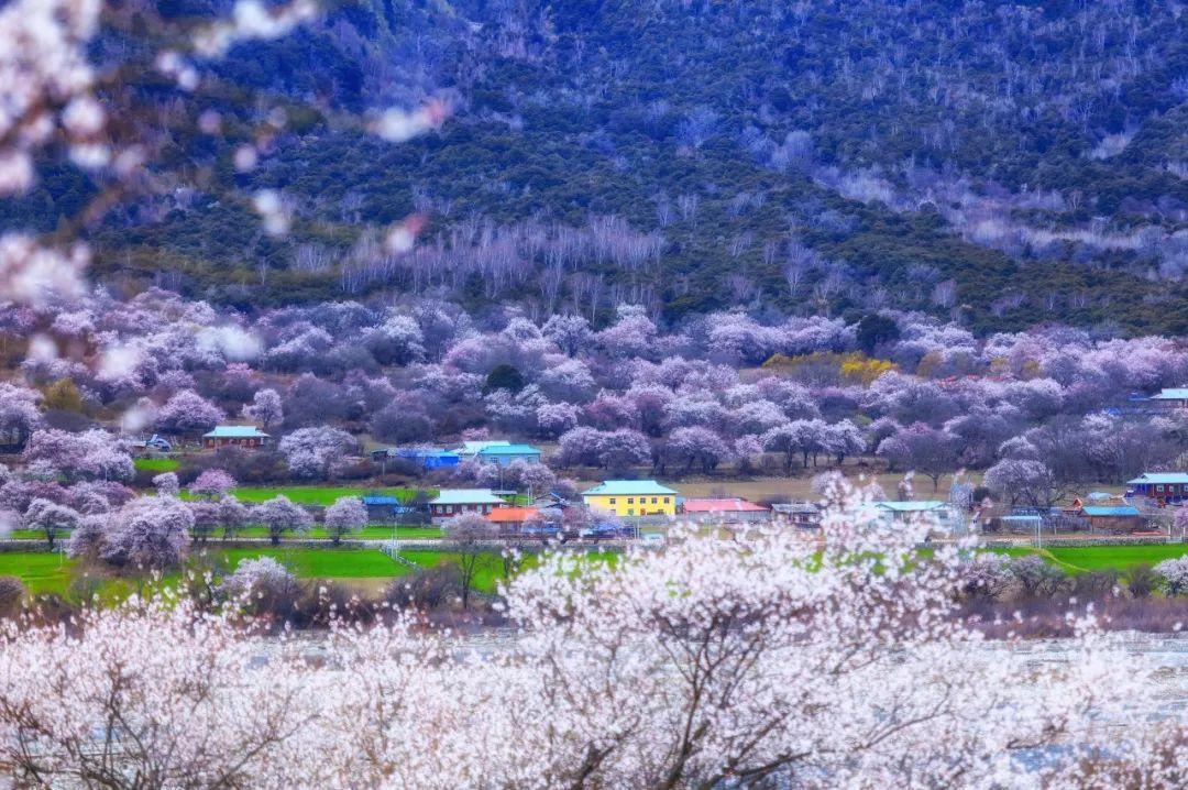 西藏自治区疫情政策最新动态