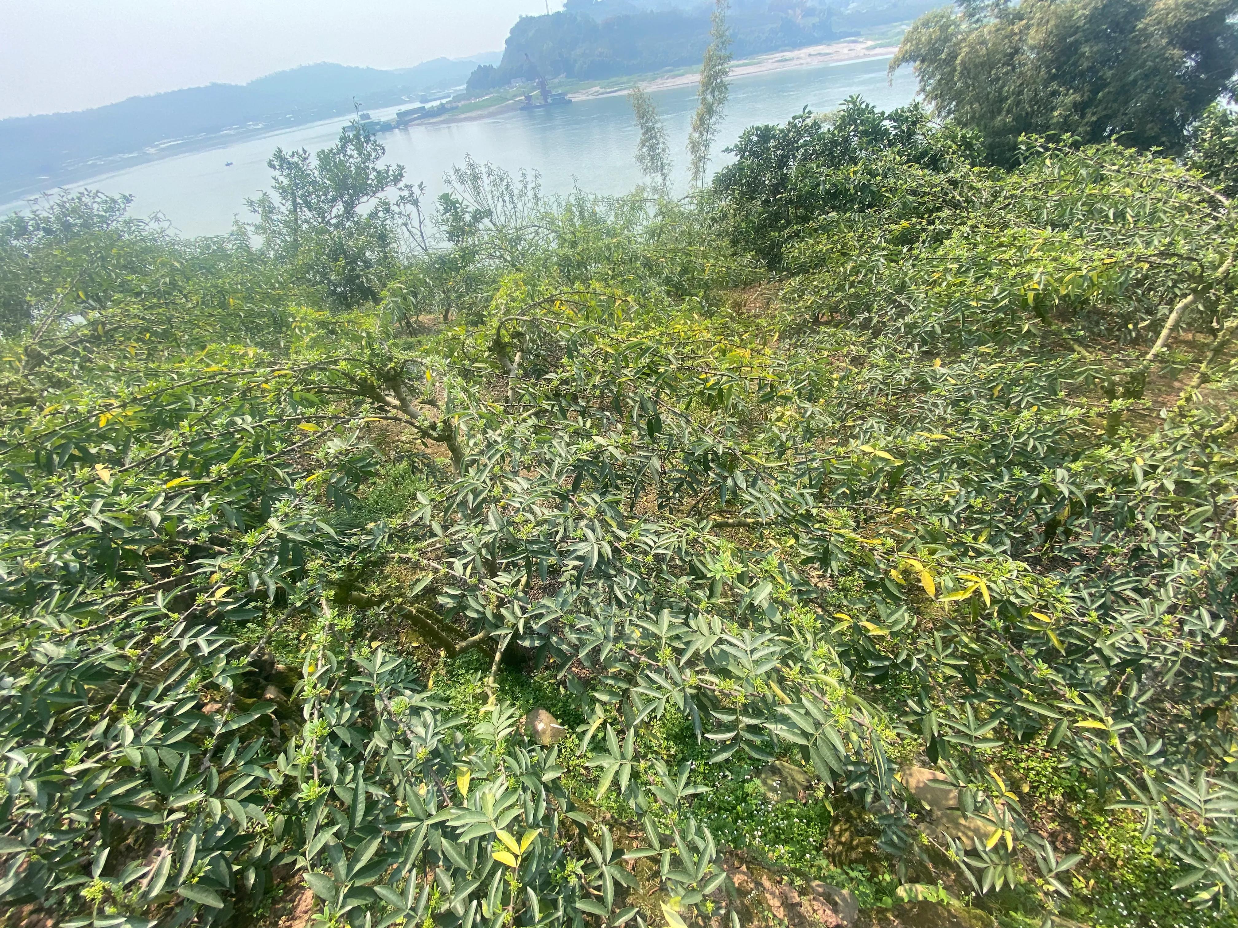 重庆市江津区龙华镇政府，引领地方发展的行政先锋