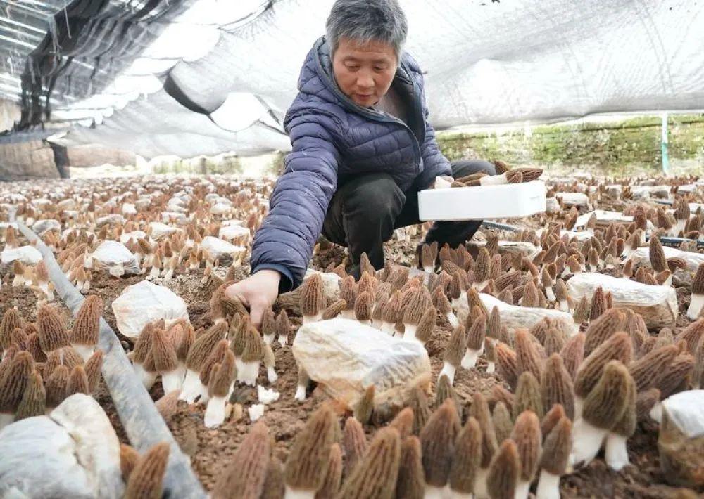 河南石家庄疫情最新数据消息，防控形势与应对措施