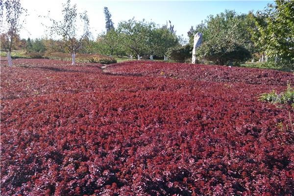 北京疫苗接种现状，全民免疫屏障是否已建立？