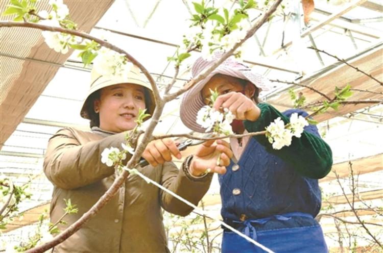 西藏自治区疫情政策与贵阳最新防控措施解析，科学防疫与精准施策的双轨并行